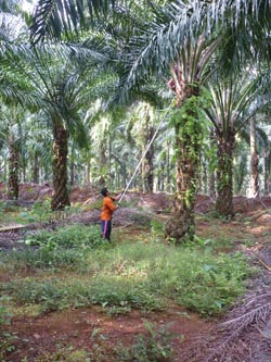 Malaysian farmers get RSPO certification 