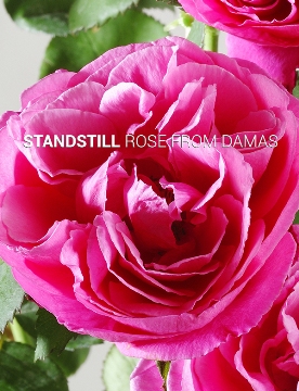 Rose from Damas plant cells provide anti-wrinkle effect