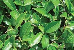 Evaluation of ingredients from living tea plant 