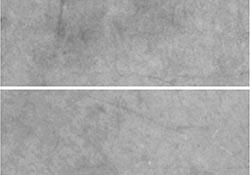 Regulating melanogenesis via poet’s narcissus cells