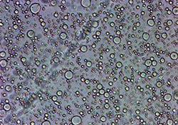 Hydroalcoholic triglyceride emulsions investigated