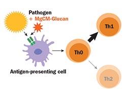 Modified baker’s yeast cell wall active rebalances skin