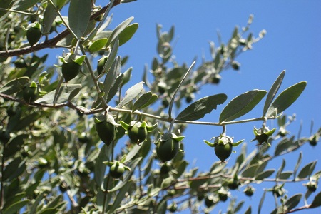 Jojoba facility opened in Argentina
