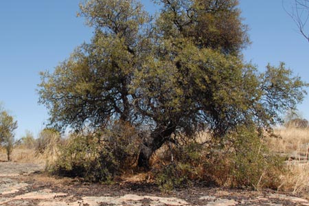 Cosmetic properties of Sandalwood seed oil 