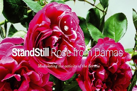 Plant cells from Rose from Damas to decrease wrinkles