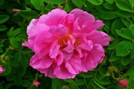New fragrance based on Damascene rose