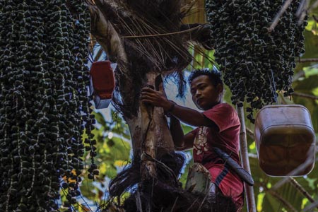 Illipe butter and protecting the rainforests of Borneo