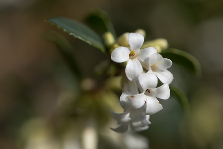 Osmanthus Fusion fragrance added to collection
