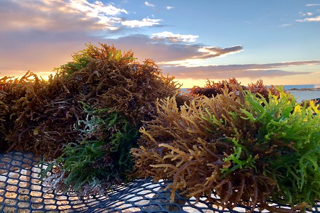 Cargill completes carrageenan portfolio