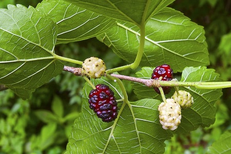 Mulberry bark discount extract