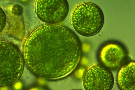 Skin anti-ageing properties of a microalga extract