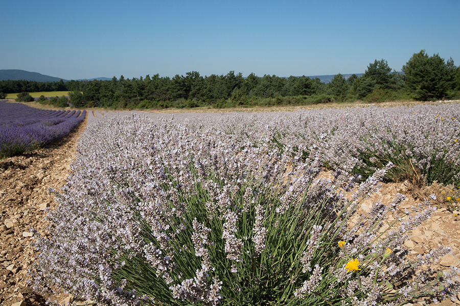 Symrise partners with CRIEPPAM for white lavender project