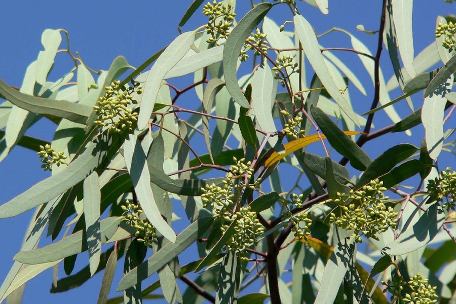 Lubrizol partners with Suzano for eucalyptus bioproducts