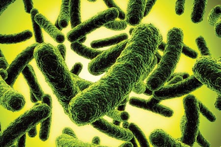 Synbiotic skin care with Bacillus spores
