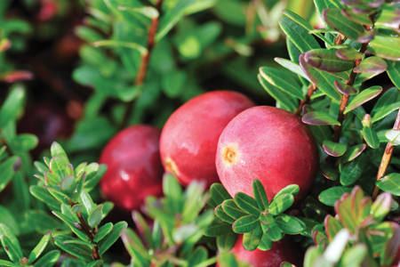 The anti-ageing efficacy of cranberry biopeptides