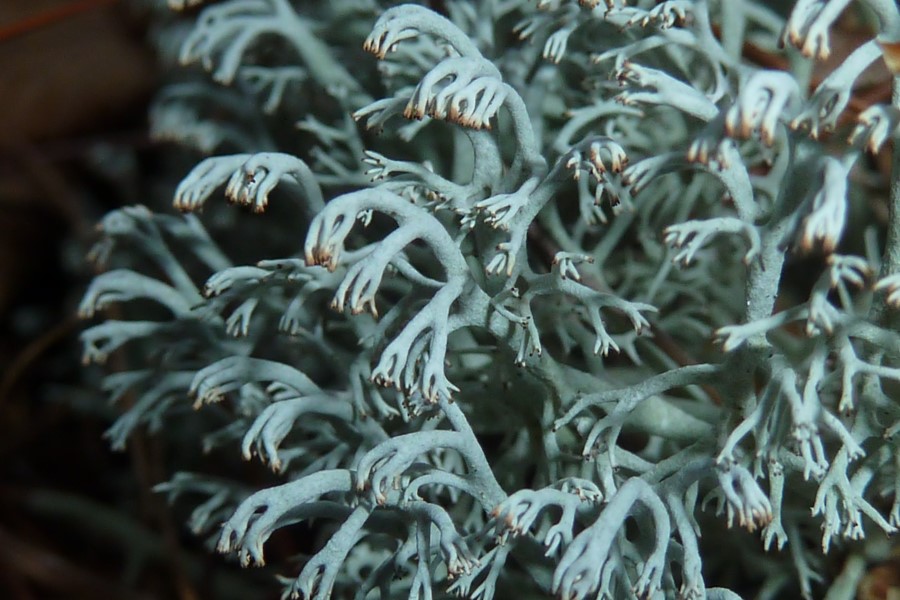 Active Micro Technologies harnesses reindeer lichen for new active