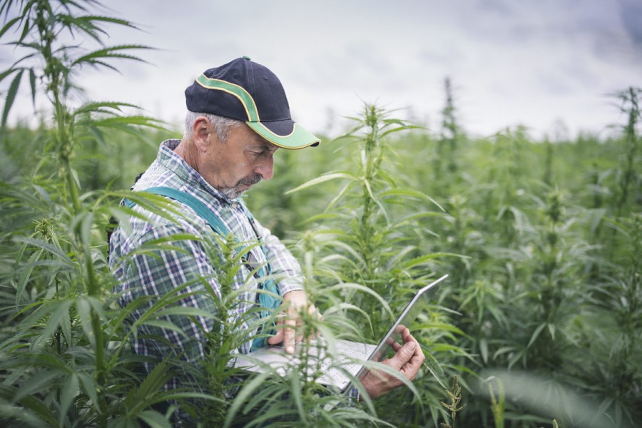 BASF North America achieves certification first with CBD ingredient