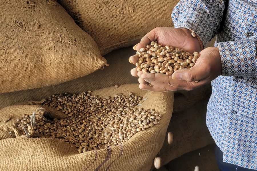 BASF reveals impact of India castor bean programme