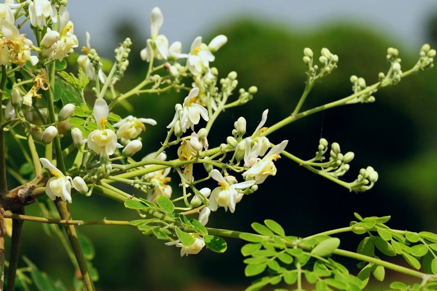 Naturally Australian Products adds moringa seed oil to portfolio