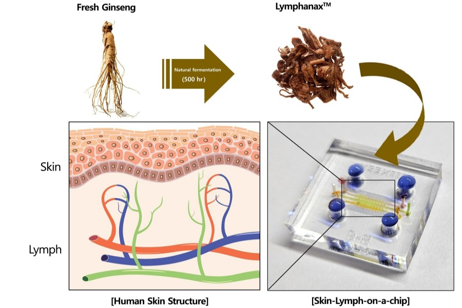 Amorepacific research ‘finds skin health benefits from fermented ginseng’
