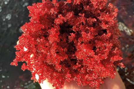 Unleashing the power of  red grape algae