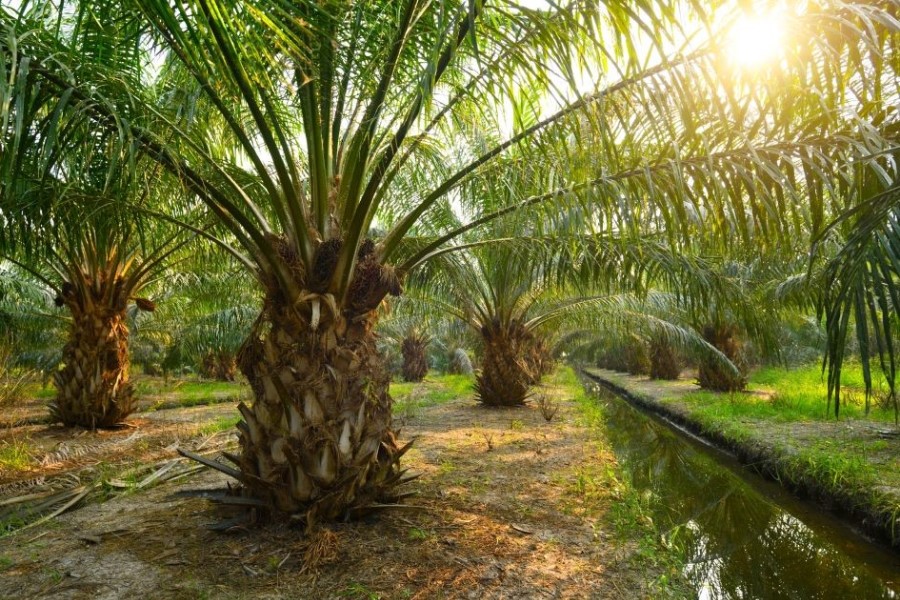 Stephenson stands by RSPO-certified palm oil