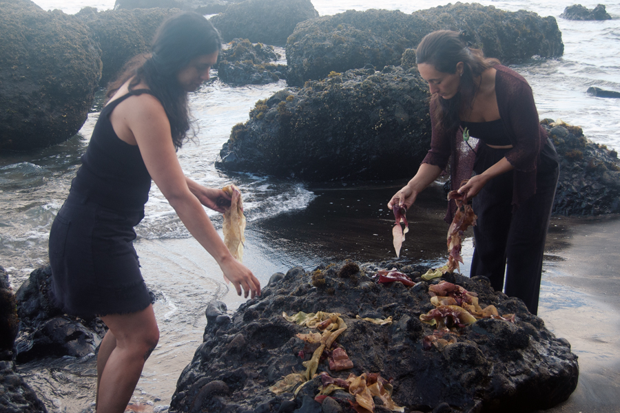 Mobilising the power of New Zealand red seaweed