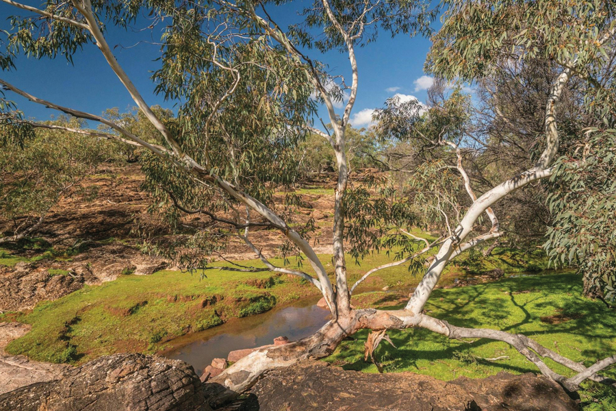 Top five Australian naturals for hair care