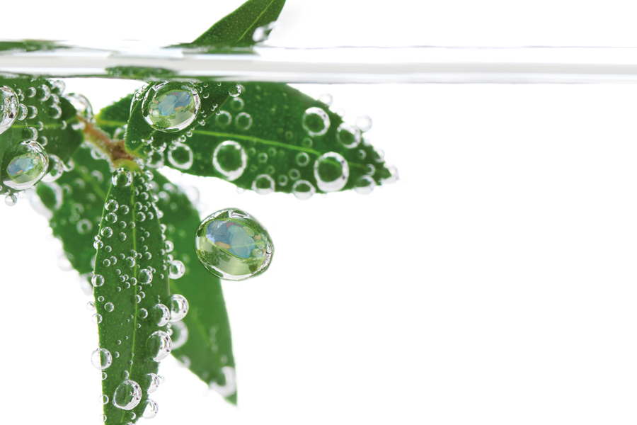 Sun care: the power of Vigna radiata