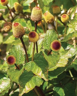 Acmella oleracea extract evaluated