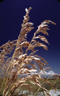 Benefits of oat beta-glucan in skin, sun and hair care