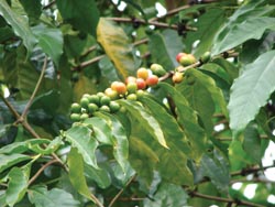 New coffee phytocomplex improves skin elasticity