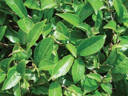 Imparting mildness with living tea plant ingredient