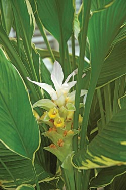 Protective turmerones from Curcuma longa