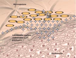 Multiparametric approach to oily skin