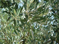 Biological properties of olive leaf extract