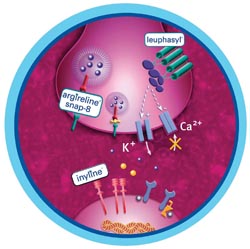 Pre- and post-synaptic strategies fight wrinkles